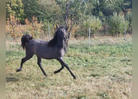 Otras razas, Yegua, 3 años