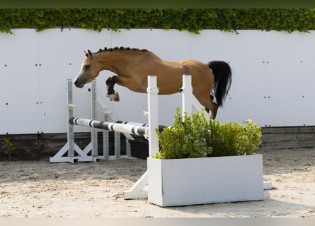 Otras razas, Yegua, 4 años, 115 cm, Bayo