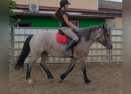 Otras razas Mestizo, Yegua, 4 años, 155 cm, Musgo marrón