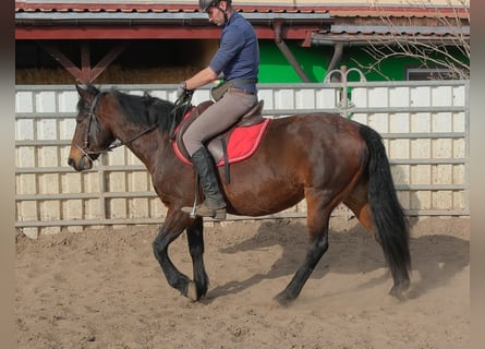Otras razas, Yegua, 5 años, 148 cm, Castaño oscuro