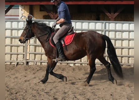Otras razas, Yegua, 5 años, 148 cm, Castaño oscuro