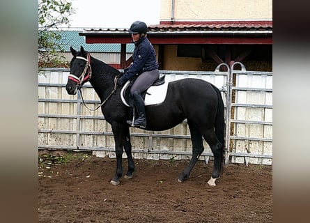 Otras razas Mestizo, Yegua, 5 años, 155 cm, Negro