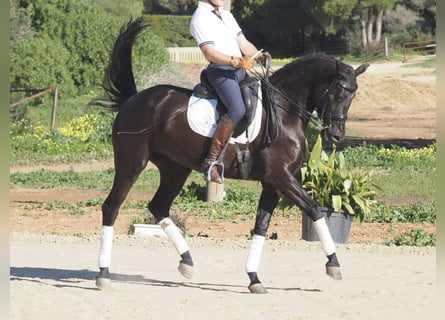 Otras razas, Yegua, 6 años, 158 cm, Negro