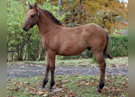 Paint-häst, Hingst, 1 år, 150 cm, Brun