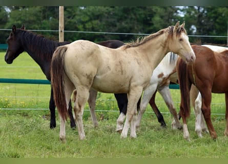 Paint-häst, Hingst, 1 år, 150 cm, Champagne