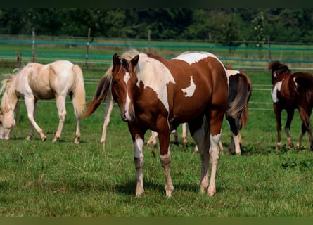 Paint-häst, Hingst, 1 år, 152 cm, Tobiano-skäck-alla-färger