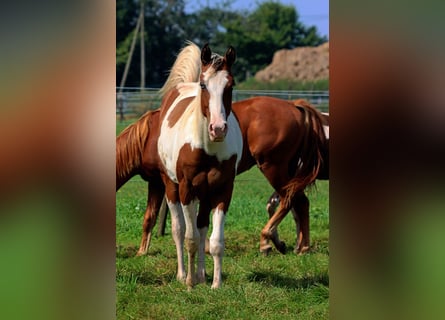 Paint-häst, Hingst, 1 år, 152 cm, Tovero-skäck-alla-färger