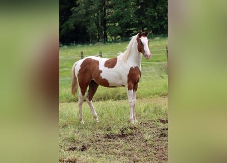 Paint-häst, Hingst, 1 år, 152 cm, Tovero-skäck-alla-färger