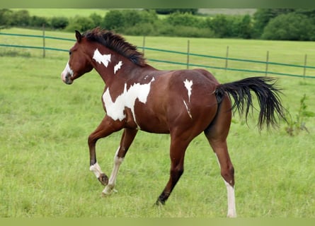 Paint-häst, Hingst, 1 år, 153 cm, Overo-skäck-alla-färger