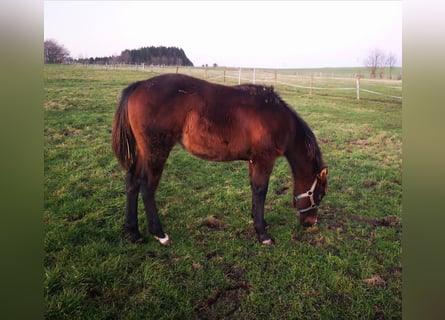 Paint-häst, Hingst, 1 år, 155 cm, Rökfärgad svart