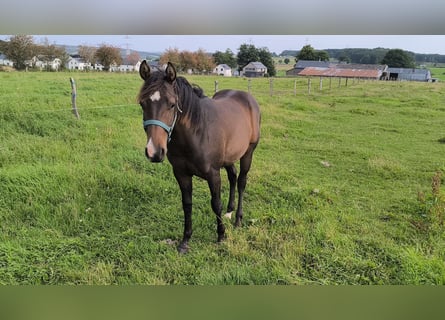 Paint-häst, Hingst, 1 år, 155 cm, Rökfärgad svart