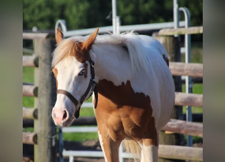 Paint-häst, Hingst, 1 år