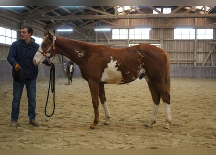 Paint-häst, Hingst, 2 år, 158 cm, Overo-skäck-alla-färger