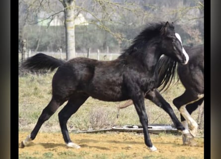 Paint-häst, Hingst, 2 år, 160 cm, Black