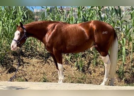 Paint-häst, Hingst, 2 år, Overo-skäck-alla-färger