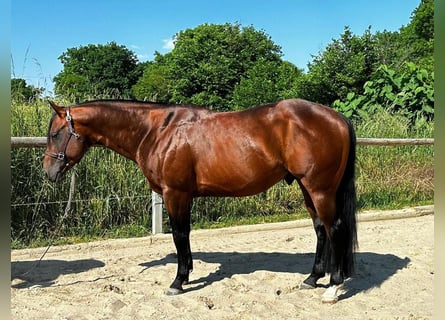 Paint-häst, Hingst, 5 år, 152 cm, Brun