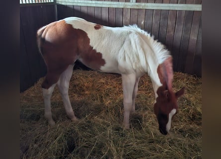 Paint-häst, Hingst, Föl (04/2024), 152 cm, Pinto