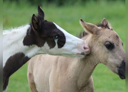 Paint Horse, Hengst, Fohlen (04/2024), 152 cm, Rappe