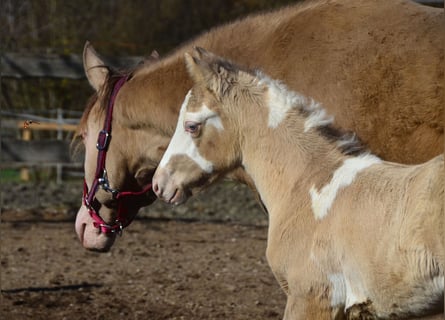 Paint-häst, Hingst, Föl (02/2024), 154 cm, Champagne