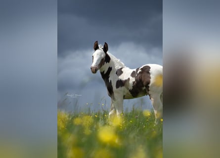 Paint-häst Blandning, Hingst, Föl (05/2024), 155 cm, Pinto