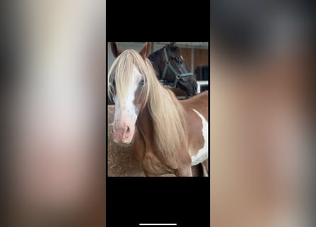 Paint-häst Blandning, Sto, 10 år, 155 cm