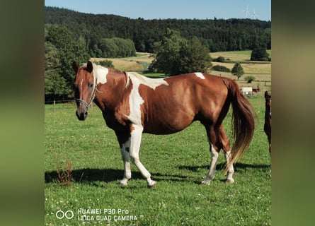 Paint Horse, Stute, 15 Jahre, 150 cm, Schecke