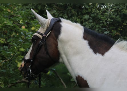 Paint-häst, Sto, 19 år, 158 cm, Tobiano-skäck-alla-färger