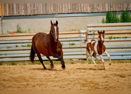 Paint-häst, Sto, 1 år, 150 cm, Pinto