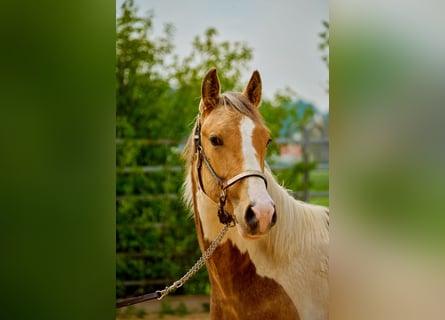 Paint-häst, Sto, 1 år, 150 cm, Tobiano-skäck-alla-färger
