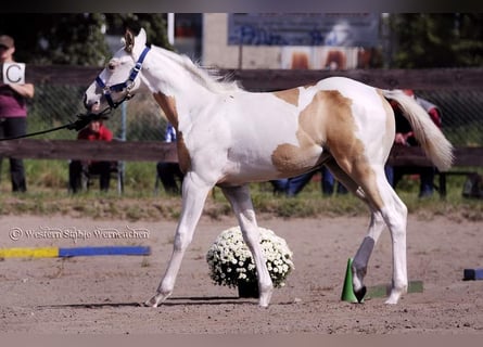 Paint-häst, Sto, 1 år, 151 cm, Tovero-skäck-alla-färger