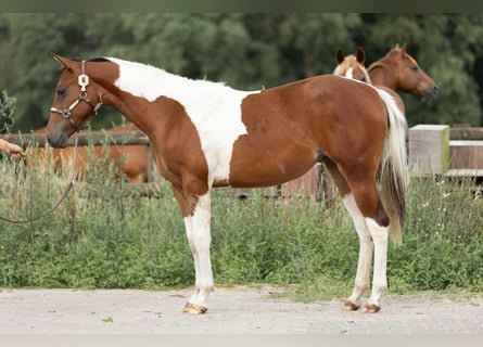 Paint-häst, Sto, 1 år, Tobiano-skäck-alla-färger