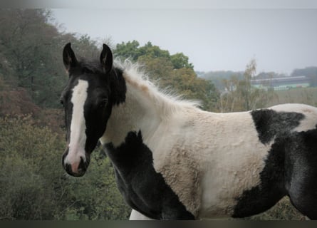 Paint-häst, Sto, 4 år, 154 cm, Tobiano-skäck-alla-färger