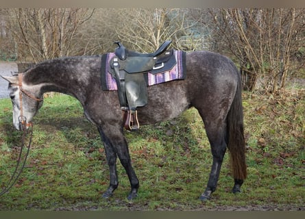 Paint-häst, Sto, 5 år, 150 cm, Grå