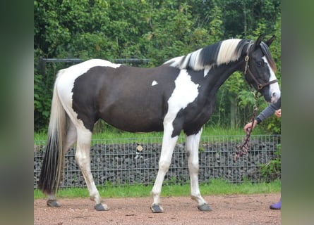 Paint-häst Blandning, Sto, 5 år, 150 cm, Pinto