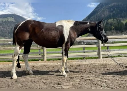 Paint-häst, Sto, 7 år, 148 cm, Tobiano-skäck-alla-färger