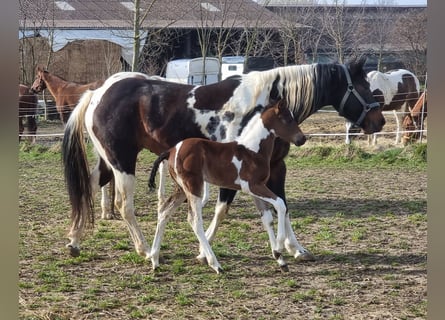 Paint-häst, Sto, 9 år, 152 cm, Tobiano-skäck-alla-färger