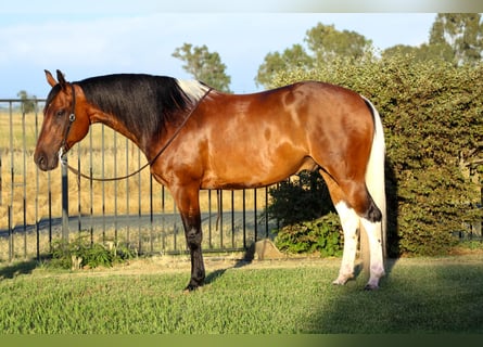 Paint-häst, Valack, 11 år, Tobiano-skäck-alla-färger