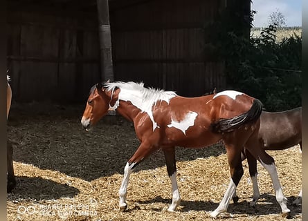 Paint-häst, Valack, 1 år, 150 cm, Pinto