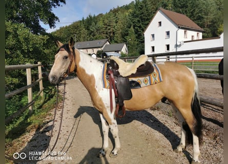 Paint-häst Blandning, Valack, 4 år, Gulbrun