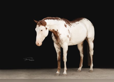 Paint-häst, Valack, 7 år, 154 cm, Overo-skäck-alla-färger