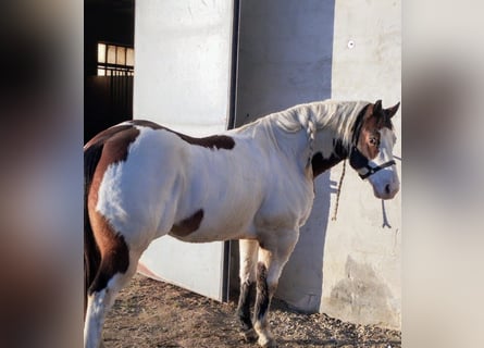 Paint-häst, Valack, 8 år, 153 cm, Overo-skäck-alla-färger