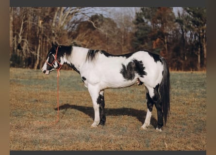 Paint-häst, Valack, 8 år, 160 cm, Pinto