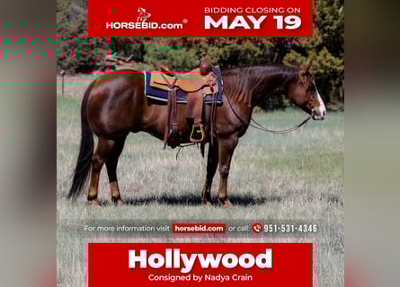 Paint Horse, Caballo castrado, 10 años, 152 cm