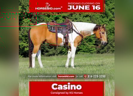 Paint Horse, Caballo castrado, 11 años, 155 cm