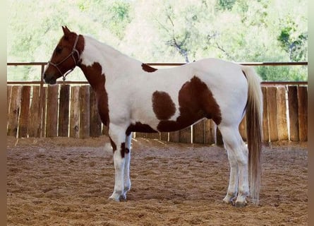 Paint Horse, Caballo castrado, 16 años