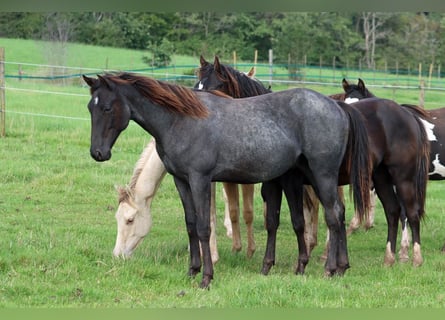 Paint Horse, Caballo castrado, 1 año, 150 cm, Ruano azulado