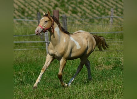 Paint Horse, Caballo castrado, 1 año, 156 cm, Champán