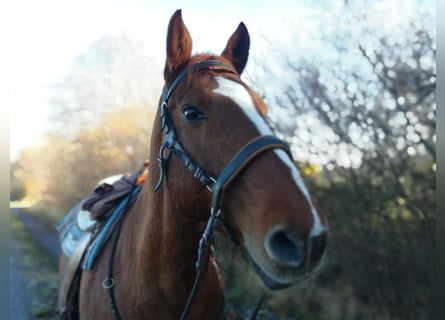 Paint Horse, Caballo castrado, 25 años, 160 cm, Alazán