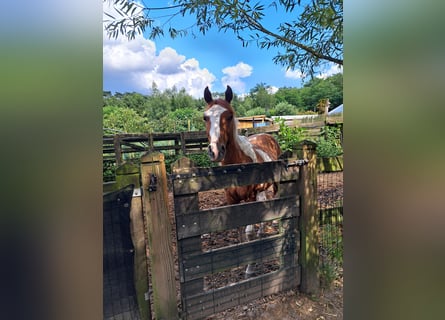 Paint Horse, Caballo castrado, 2 años, 150 cm, Overo-todas las-capas