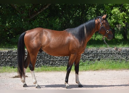Paint Horse, Caballo castrado, 2 años, 150 cm, Pío